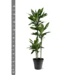 Dracaena Janet Lind kamerplant – sierlijke drakenplant
