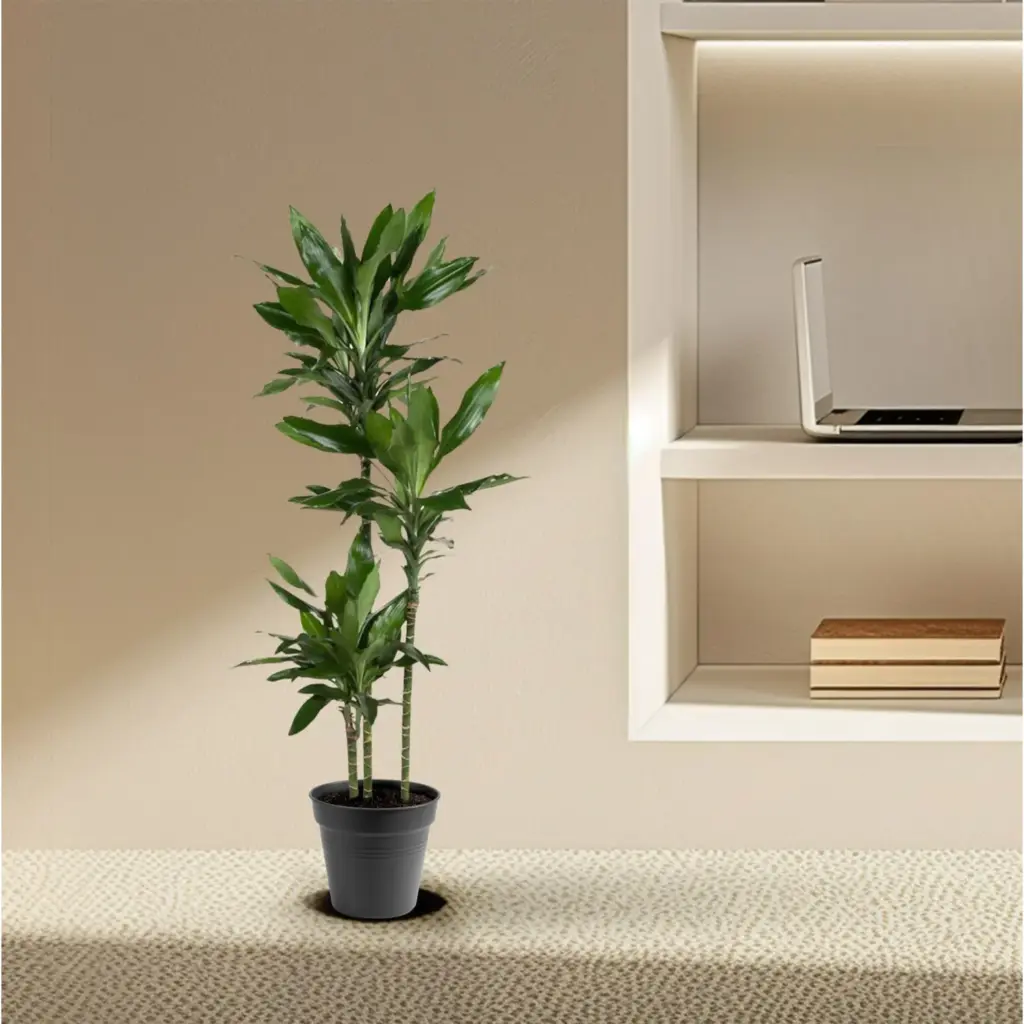 Dracaena Janet Lind kamerplant – sierlijke drakenplant