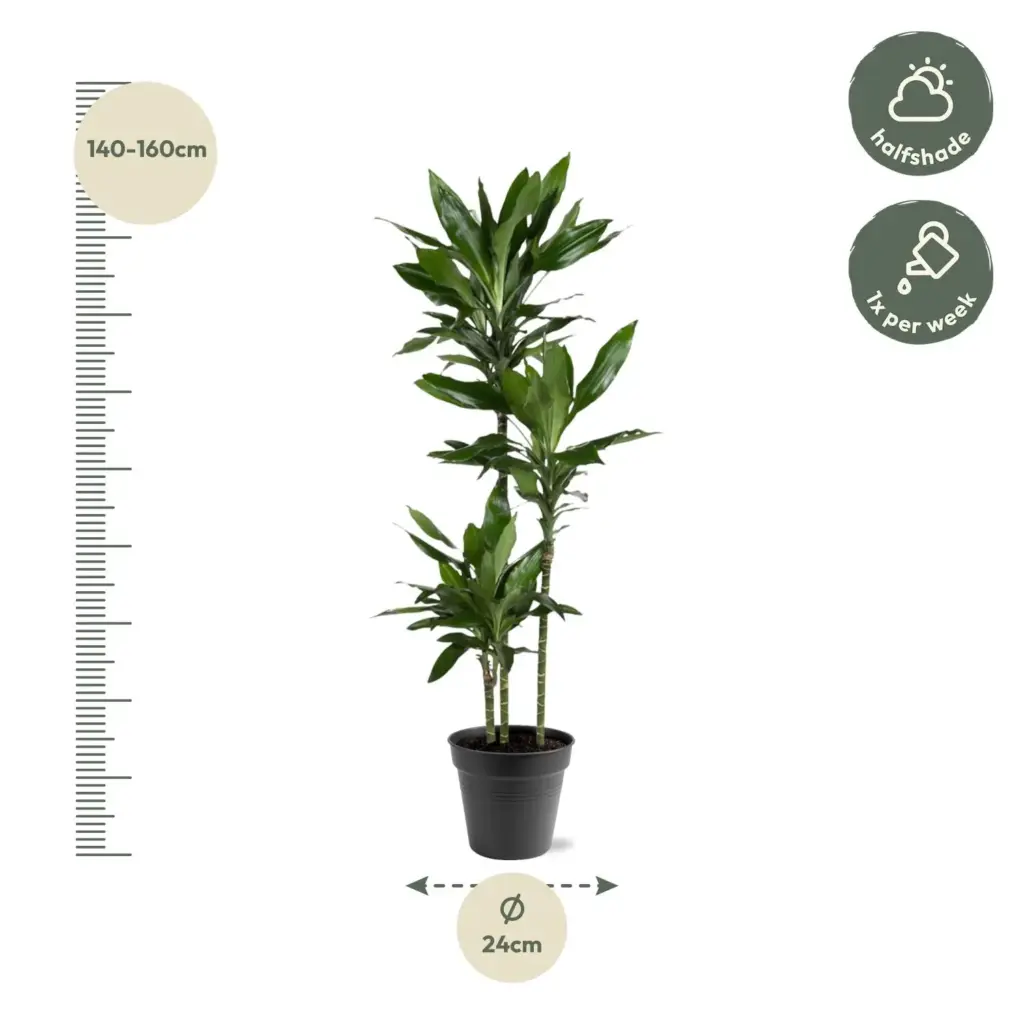 Dracaena Janet Lind kamerplant – sierlijke drakenplant
