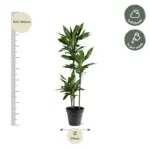 Dracaena Janet Lind kamerplant – sierlijke drakenplant