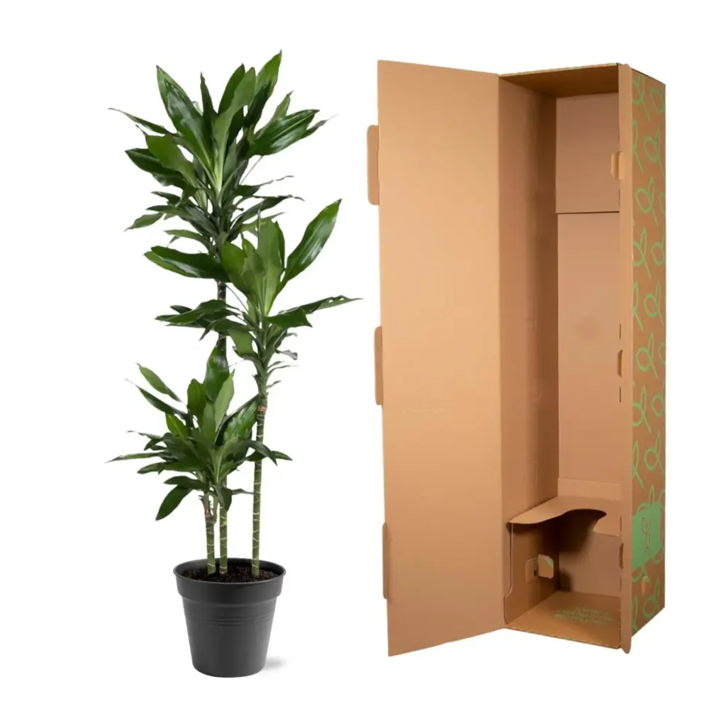 Dracaena Janet Lind kamerplant – sierlijke drakenplant