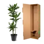 Dracaena Janet Lind kamerplant – sierlijke drakenplant