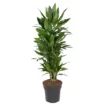 Dracaena Janet Lind vertakt – kamerplant