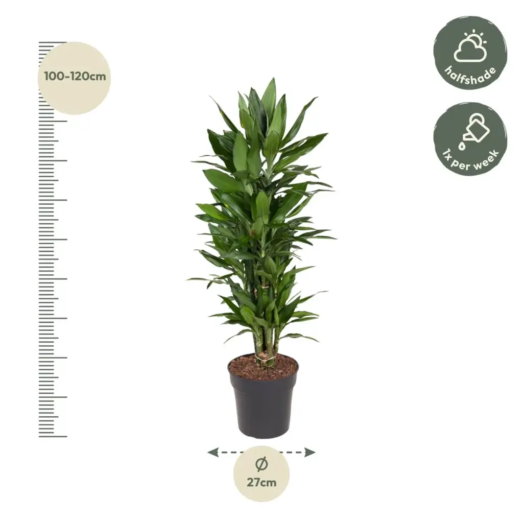 Dracaena Janet Lind vertakt – kamerplant