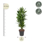 Dracaena Janet Lind vertakt – kamerplant