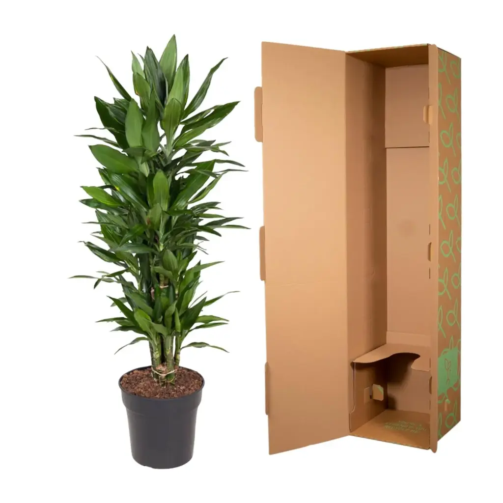 Dracaena Janet Lind vertakt – kamerplant