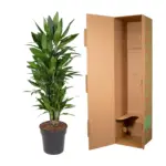 Dracaena Janet Lind vertakt – kamerplant