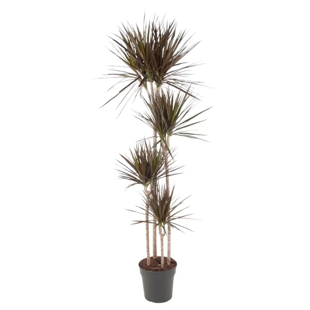 Dracaena Magenta kamerplant