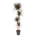Dracaena Magenta kamerplant