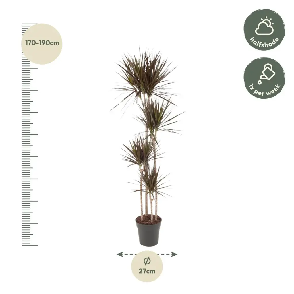 Dracaena Magenta kamerplant