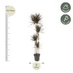 Dracaena Magenta kamerplant