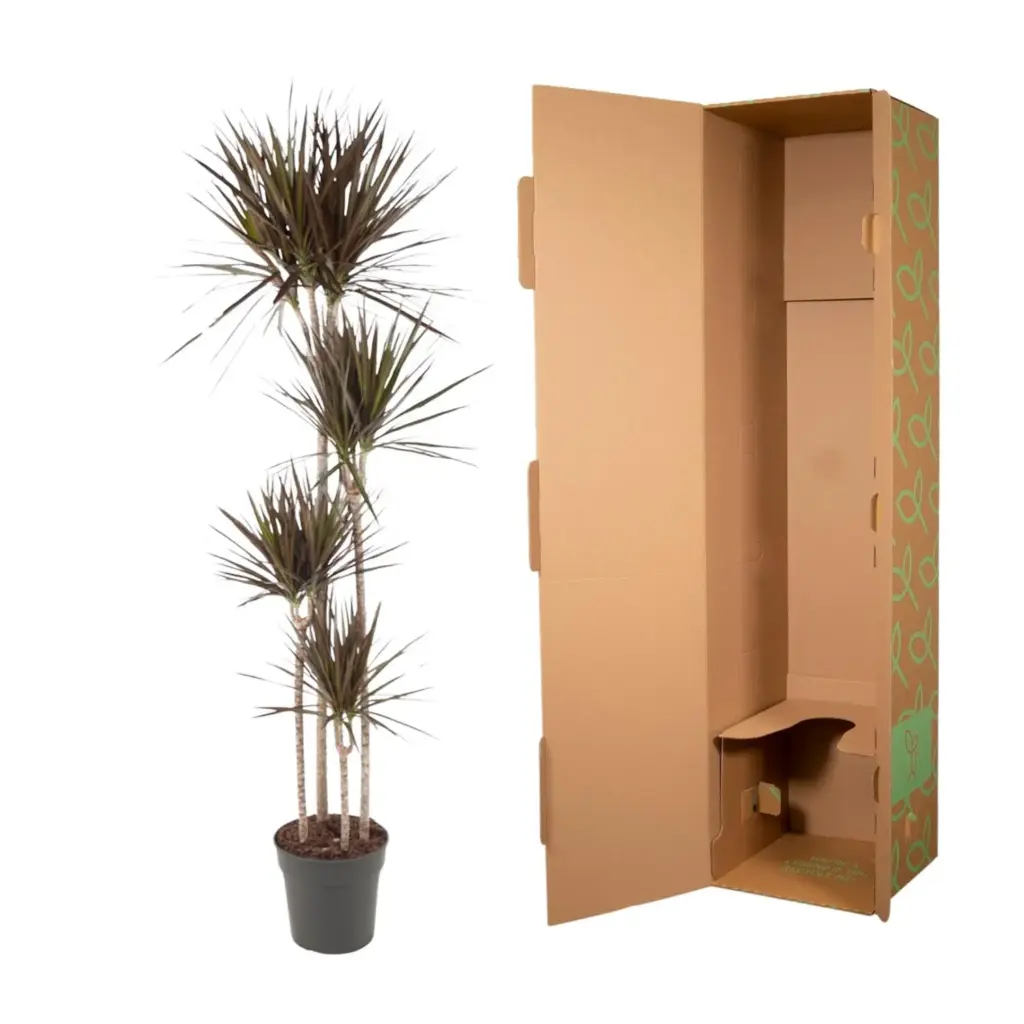 Dracaena Magenta kamerplant