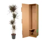 Dracaena Magenta kamerplant