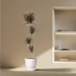 Dracaena Magenta kamerplant