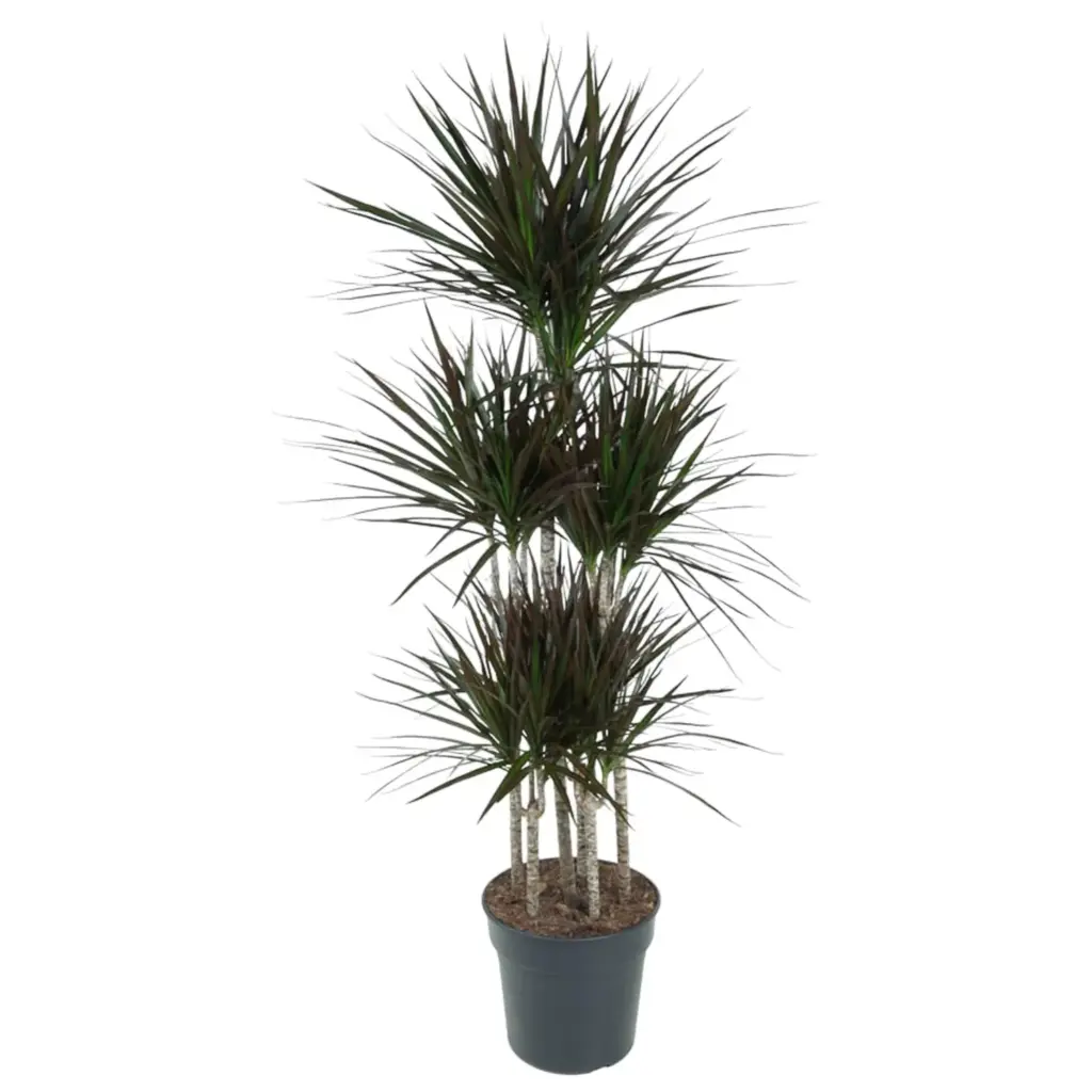 Dracaena Magenta Carrousel kamerplant