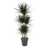Dracaena Magenta Carrousel kamerplant