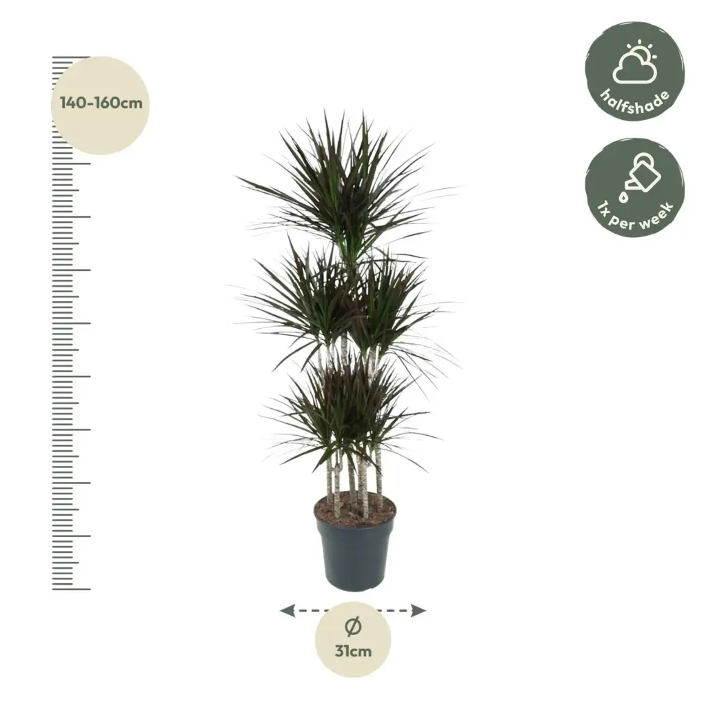 Dracaena Magenta Carrousel kamerplant