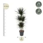 Dracaena Magenta Carrousel kamerplant