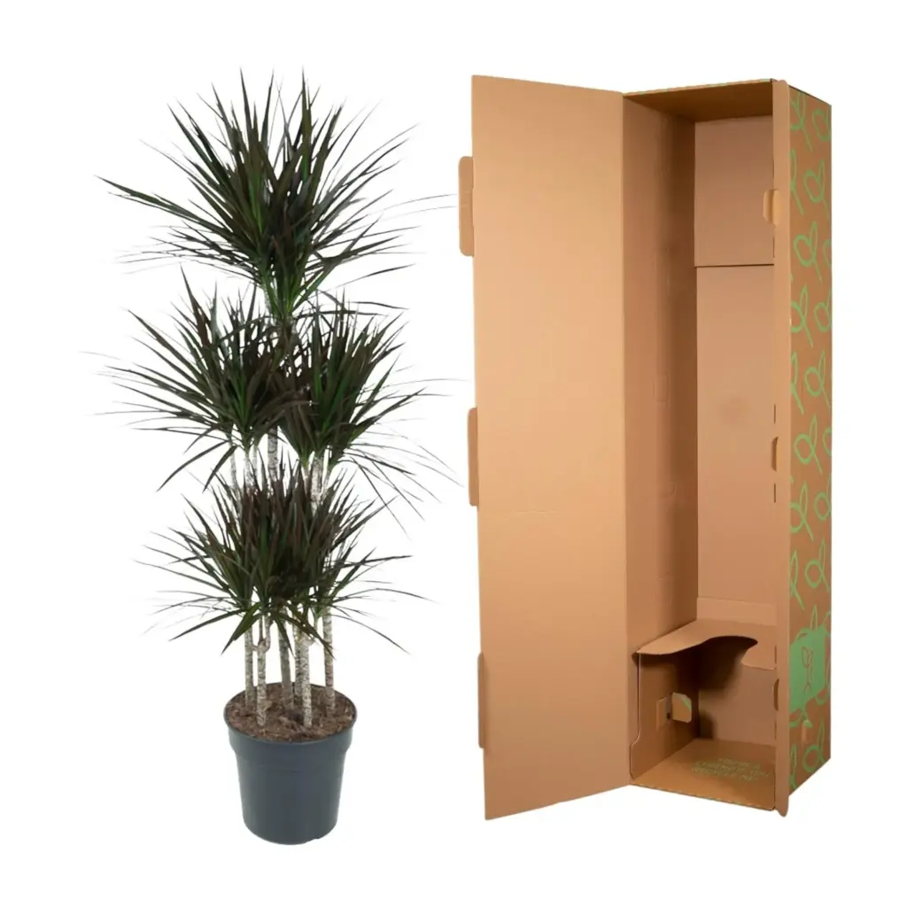 Dracaena Magenta Carrousel kamerplant
