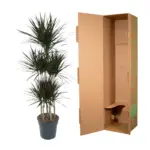 Dracaena Magenta Carrousel kamerplant