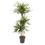 Dracaena Riki kamerplant