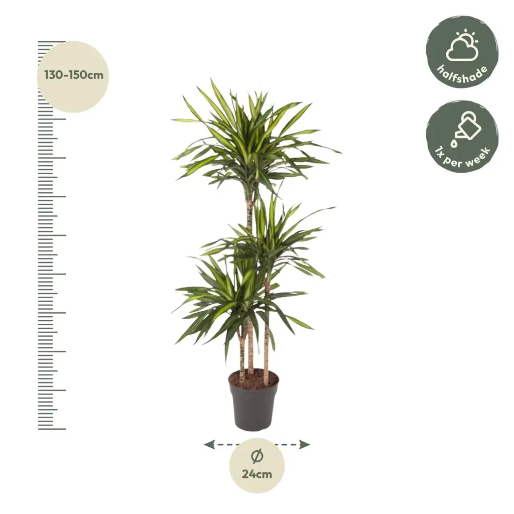 Dracaena Riki kamerplant