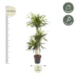 Dracaena Riki kamerplant