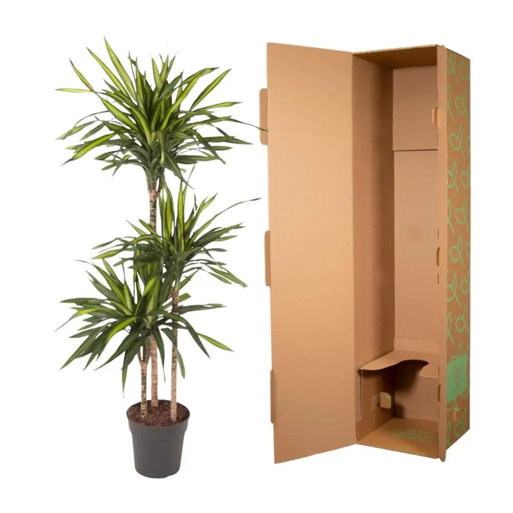 Dracaena Riki kamerplant