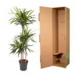 Dracaena Riki kamerplant