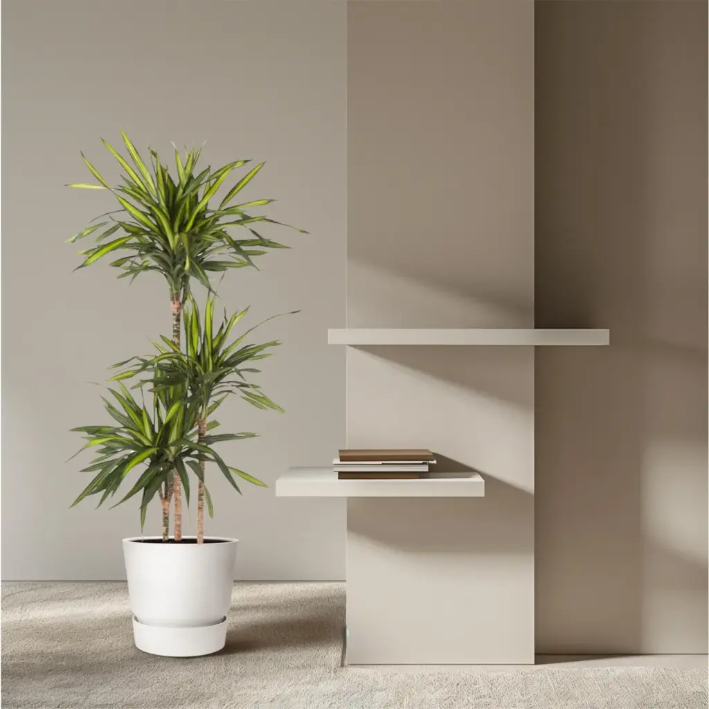 Dracaena Riki kamerplant