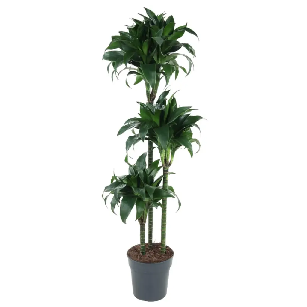 Dracaena Tatuade kamerplant