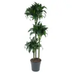 Dracaena Tatuade kamerplant