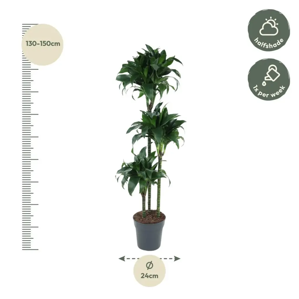 Dracaena Tatuade kamerplant