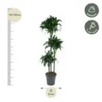 Dracaena Tatuade kamerplant