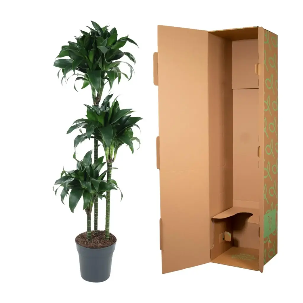 Dracaena Tatuade kamerplant