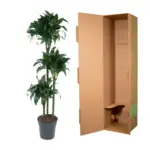 Dracaena Tatuade kamerplant