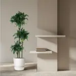 Dracaena Tatuade kamerplant