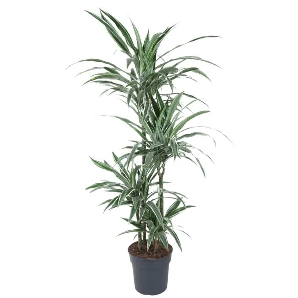 Dracaena Warneckei kamerplant – gestreepte drakenplant