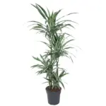 Dracaena Warneckei kamerplant – gestreepte drakenplant