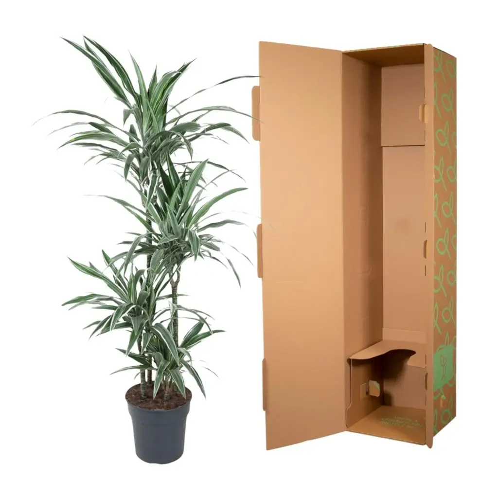 Dracaena Warneckei kamerplant – gestreepte drakenplant