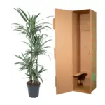 Dracaena Warneckei kamerplant – gestreepte drakenplant