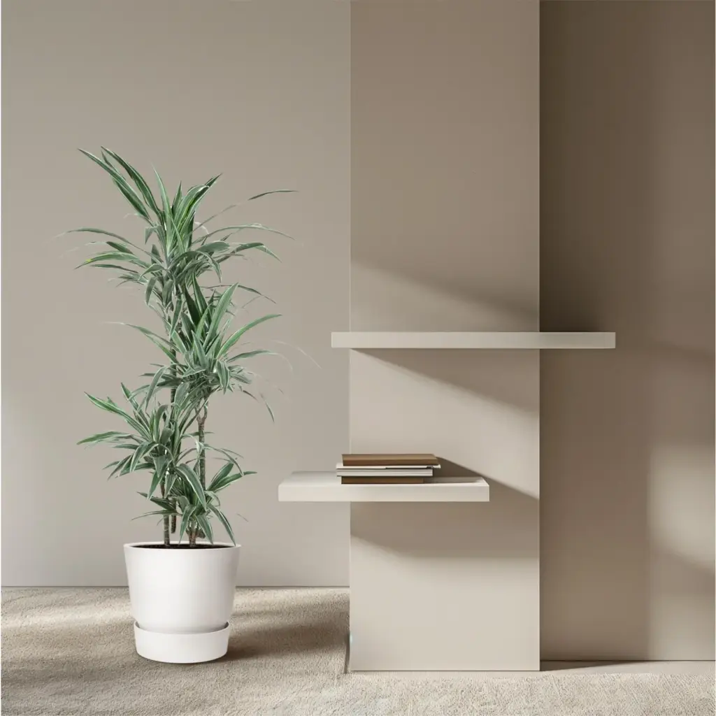 Dracaena Warneckei kamerplant – gestreepte drakenplant
