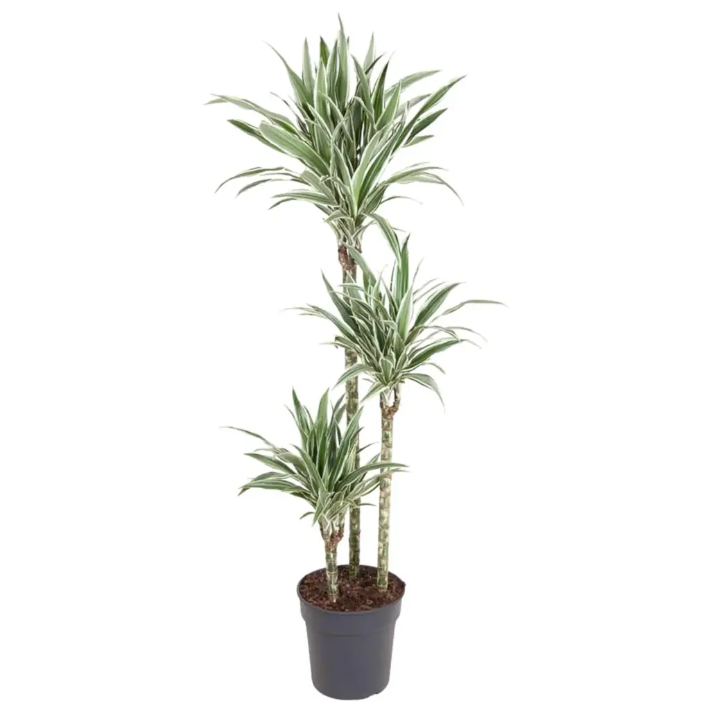 Dracaena White Stripe kamerplant