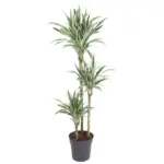 Dracaena White Stripe kamerplant