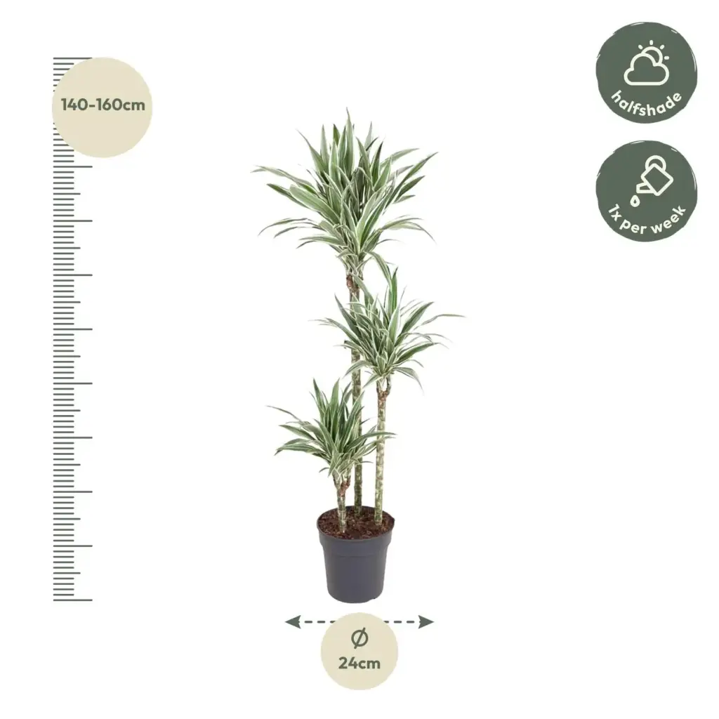 Dracaena White Stripe kamerplant