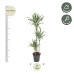 Dracaena White Stripe kamerplant