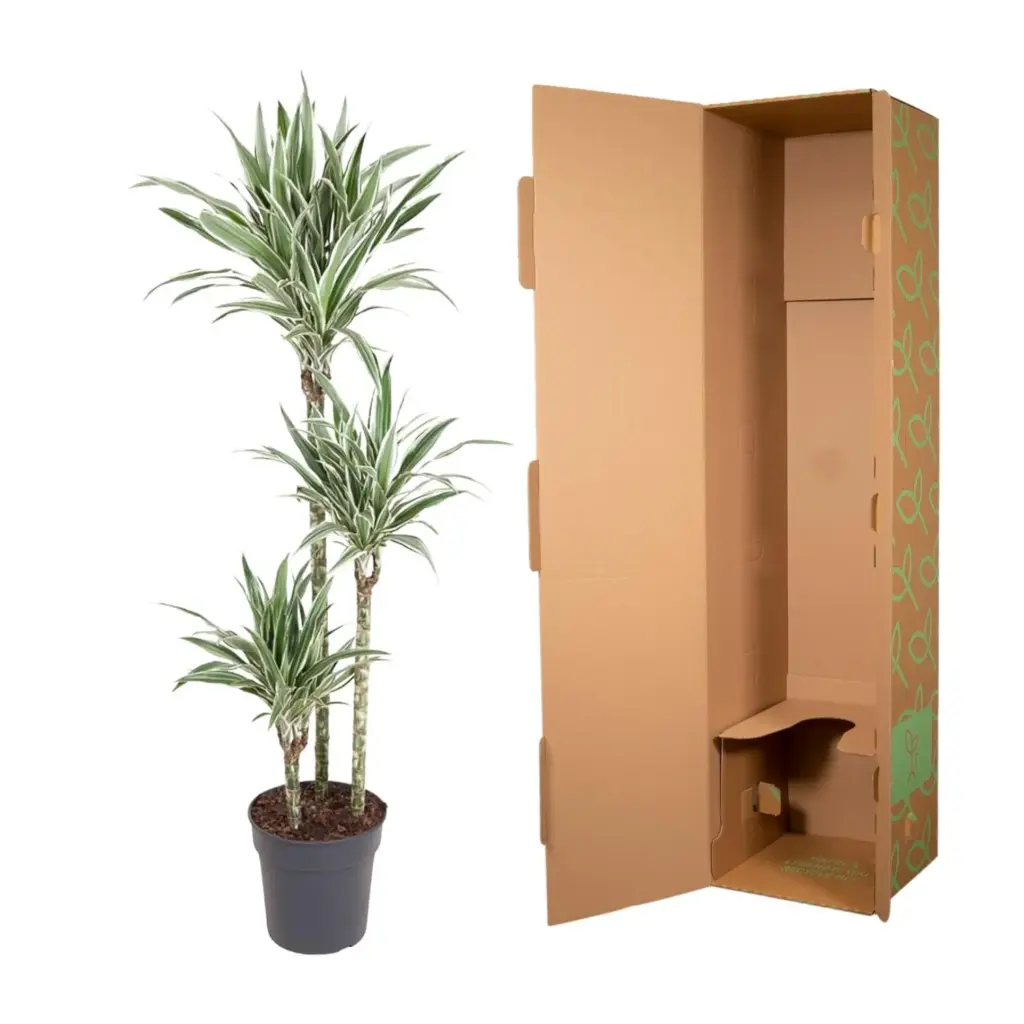 Dracaena White Stripe kamerplant