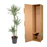 Dracaena White Stripe kamerplant