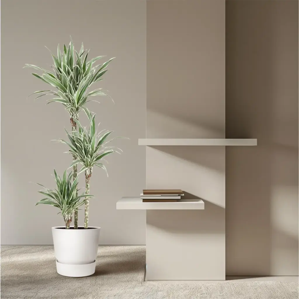 Dracaena White Stripe kamerplant