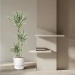 Dracaena White Stripe kamerplant